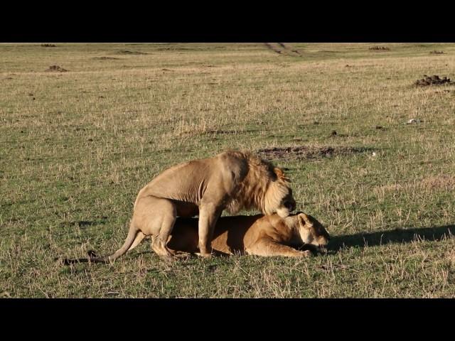 Львы. Лев и Львица. Африка. Кения. Africa. Kenya. Masai Mara. Сафари. Safari