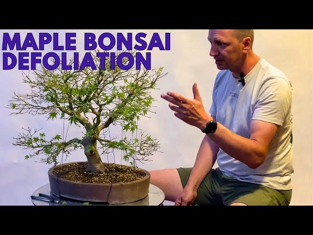 Maple Bonsai Defoliation and 4 reasons why Acer Palmatum is the best species for deciduous bonsai