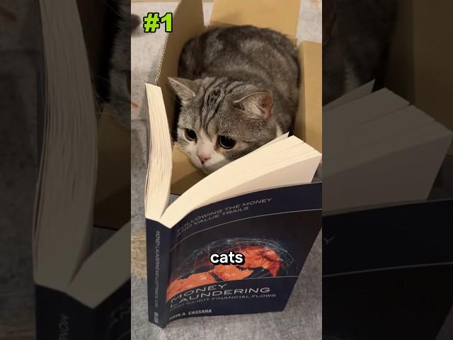 When A Cat is Smarter Than You 