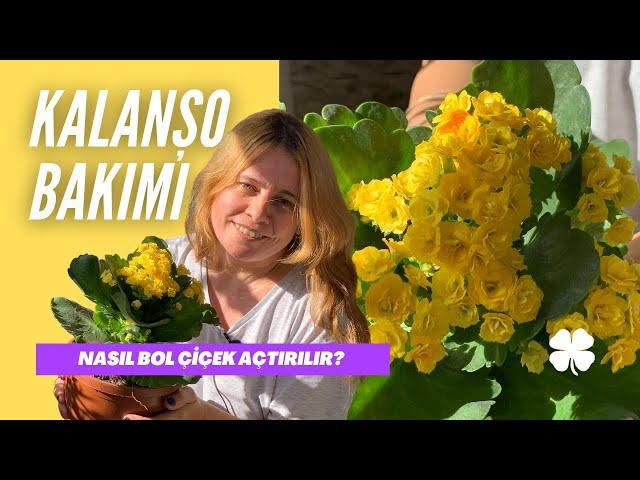 Kalanşo Çiçeği Bakımı ‍| Nasıl Bol Çiçek Açtırılır? @bitkilerin_dili