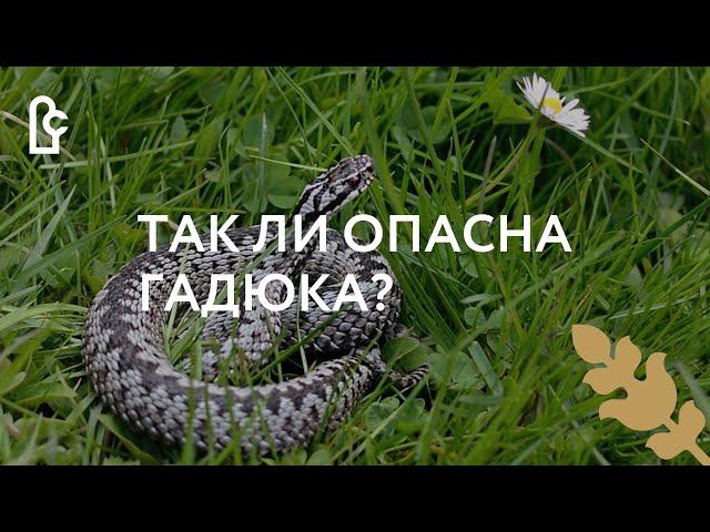 Так ли опасна гадюка?