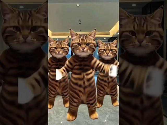 CuteKitten#ep26#cat#lovecats#cats#catvideos#kittens#catlover #princesscat#kittenvideos#dancingcat