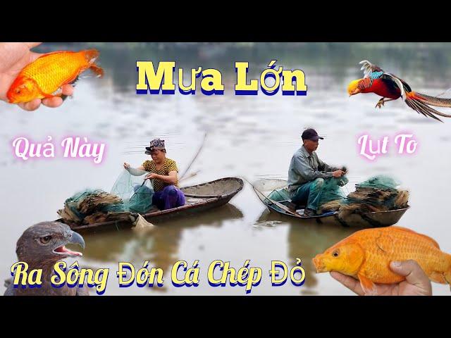 Mưa Lớn Bố-Mẹ Thả Lưới Bắt Cá Khi Nước Lũ Lên Cao Va Mang Cá Chép Thả Bể  /Nhân Tạ Mốt