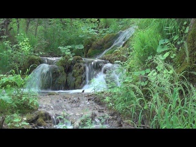 Жизнь  Вода – основа жизни