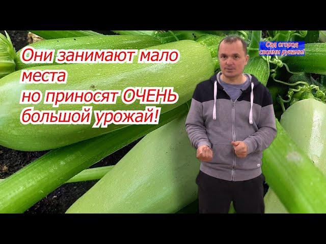 Три сорта кустовых кабачков с высоким урожаем и отличным вкусом!