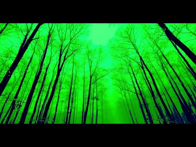 This Forest Trees HD Green Screen Video is Amazing!