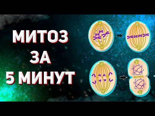 Митоз за 5 минут - деление клетки | ЕГЭ на 100 баллов