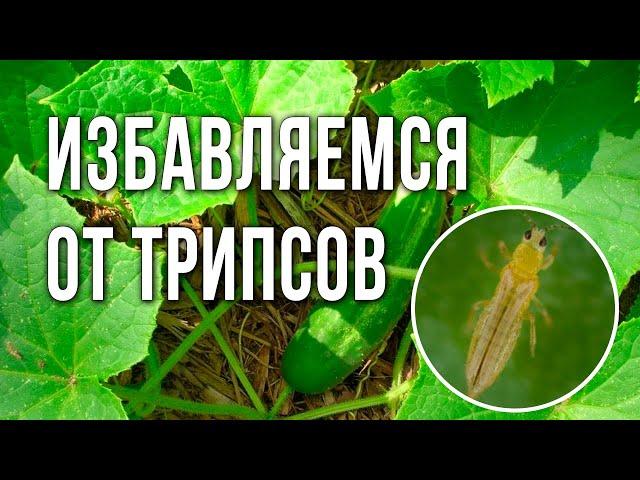 Трипсы на огурцах. Методы борьбы с трипсами на огурцах.