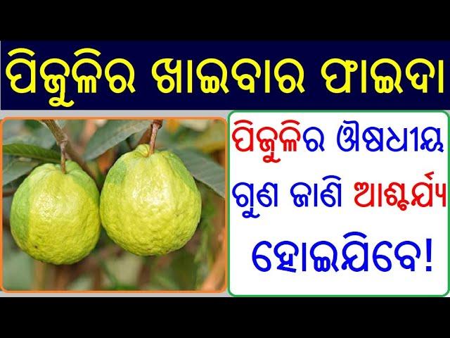 ପିଜୁଳି ର ଉପକାରିତା Pijuli ra upakarita | Guava benefits in Odia | Pijuli ra benefits Odia Health Tips