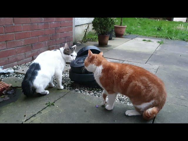 Cats talking to each other