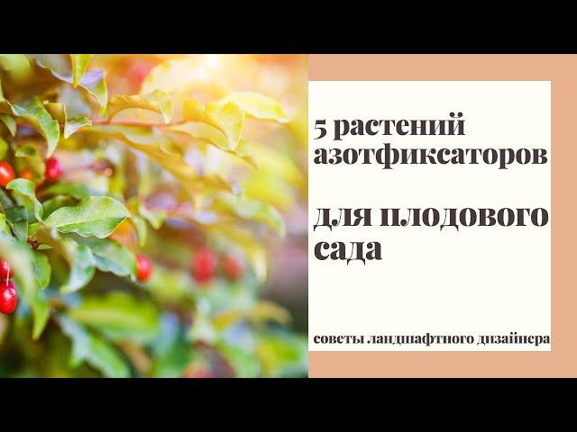 5 растений - азотфиксаторов для плодового сада