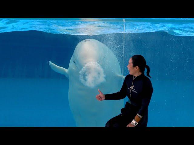 Beluga Whale Show At Yokohama Hakkeijima Sea Paradise 【4K】