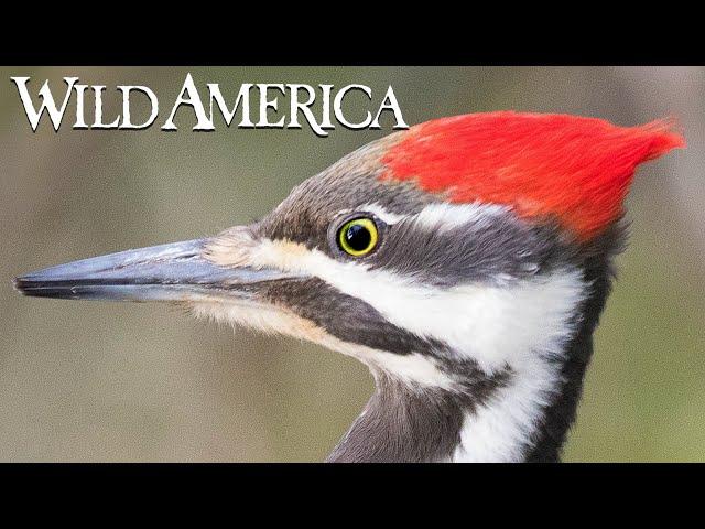 Wild America | S2 E10 Woodpeckers: Nature’s Hammerheads | Full Episode HD