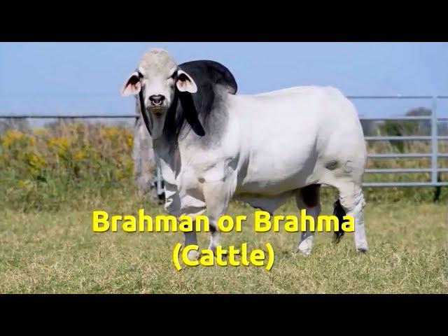 Brahman cattle (Bos taurus indicus)
