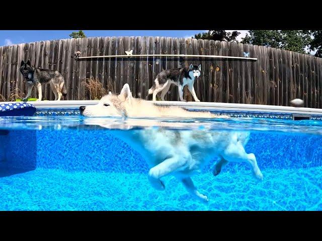 The Dogs Are Swimming in the Big Pool Today!