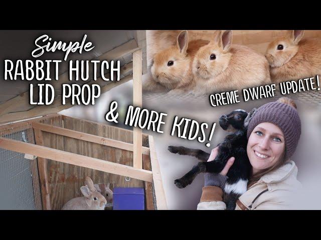 Simple DIY RABBIT Hutch Lid Prop - Assisting a GOAT birth!! - Creme Dwarf Kits Update