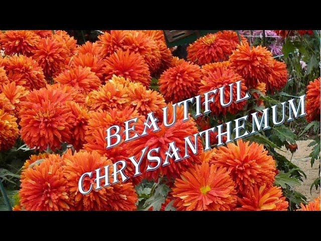 Very beautiful #chrysanthemum. Part 1.