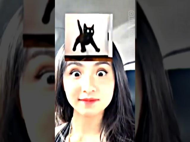 yg lagi rame ni di tiktok  cewe persi kucing #shot