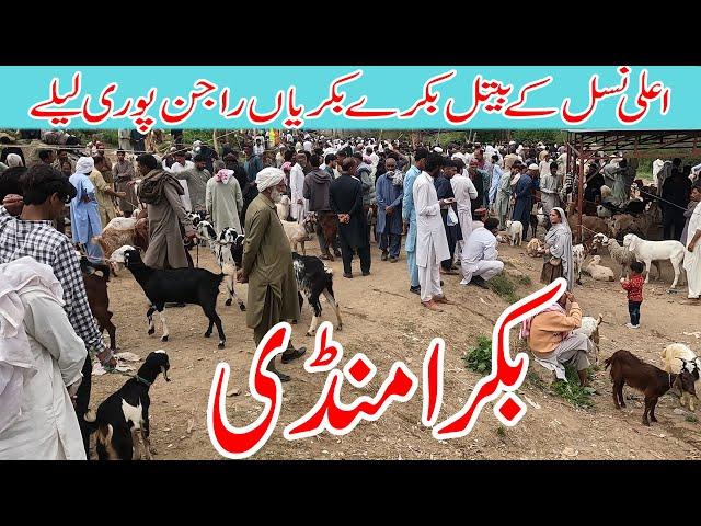 Beetal Goats Rajanpuri Goats Bakra mandi Dongi kotli mirpur Azad kashmir |Goats market punjab |kotli