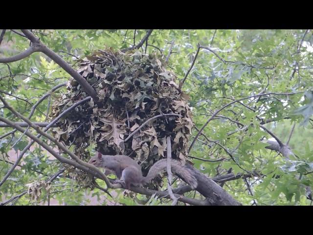 Squirrel kitten chased from drey