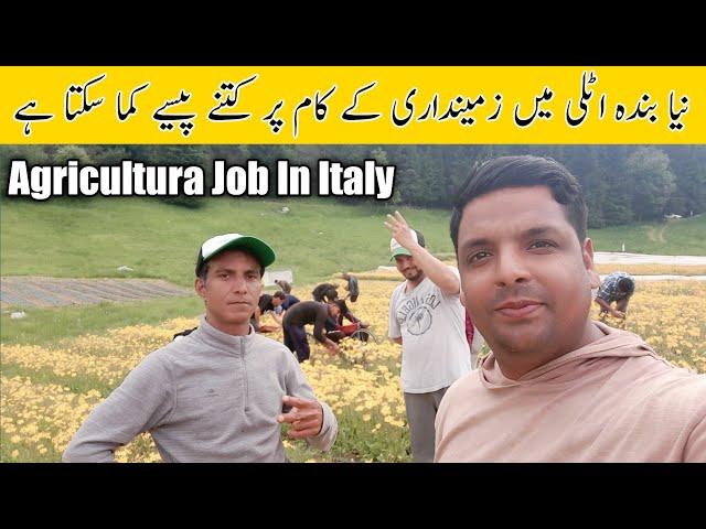 Agricultura Job in Italy | seasonal visa job in Italy | Agriculture job salary | Pakistani in Italy