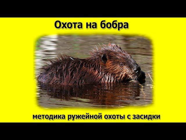 Охота на бобра, методика ружейной охоты с засидки