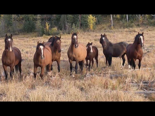 Anger over Alberta government's plan to address wild horses