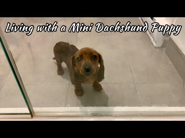 You know you live with a mini dachshund when...