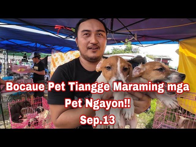 Bocaue Pet Tiangge Update Ang daming Mga Magagandang Pet Ngayon. Sep.13