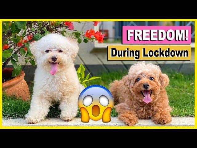 MY DOGS' FIRST WALK DURING THE LOCKDOWN IN THE PHILIPPINES| The Poodle Mom