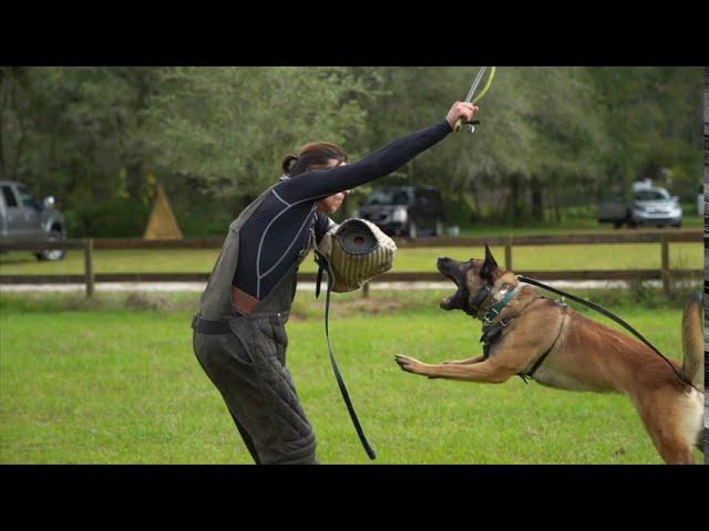 THE MOST IMPORTANT COMMAND IN DOG TRAINING || Ivan Balabanov's "Teaching The Out Command"