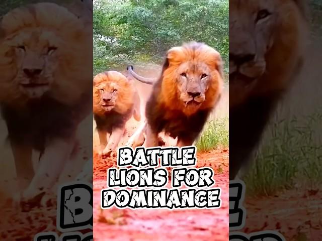 Battle for Dominance: The Savage Struggle of Male Lions in the Quest for Leadership.