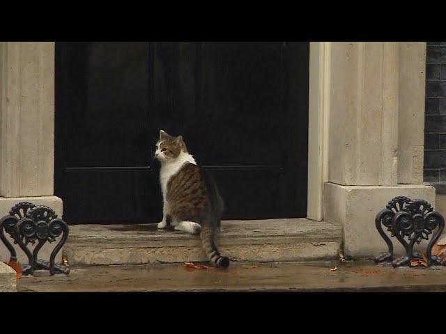 Cop Knocks on British Prime Minister's Door to Let Cat in Out of the Rain