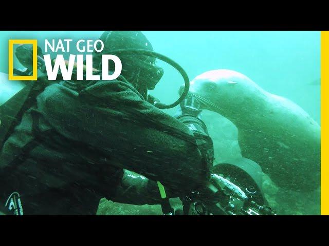 Approaching Animals in the Wild | wild_life with bertie gregory: Q&A