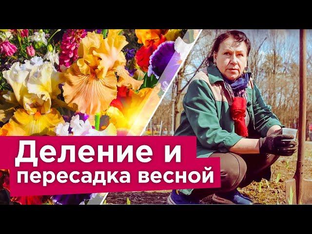 ЧТО Я ДЕЛАЮ С ИРИСАМИ ВЕСНОЙ ДЛЯ ПЫШНОГО ЦВЕТЕНИЯ? Деление, пересадка, подкормка ирисов в апреле