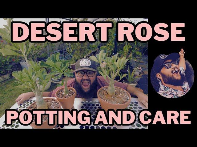 How to Care for Desert Rose (Adeniums)