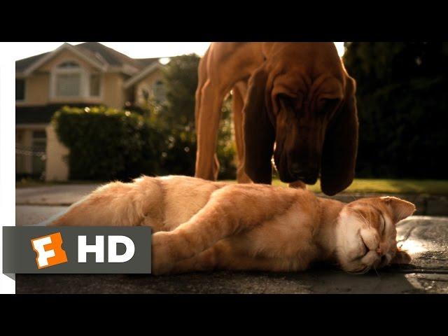 Cats & Dogs (1/10) Movie CLIP - Catnapped (2001) HD