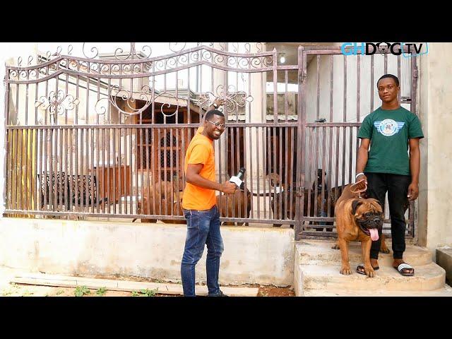 A visit to Dynamic Kennel | The 18 year old student who breeds Bull Mastiffs