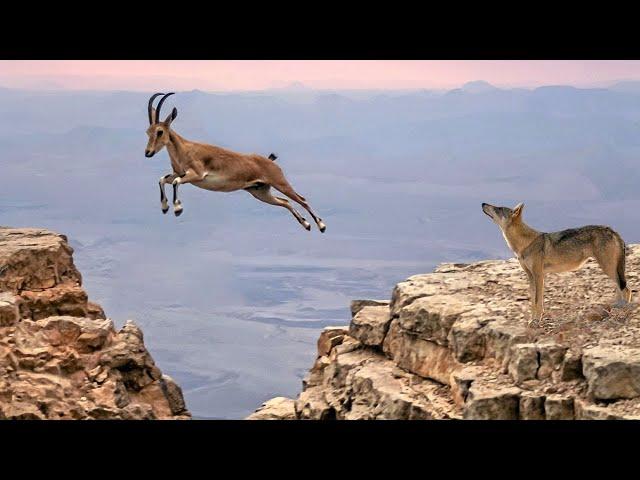 Predators go crazy with these tricks! Nubian Ibex is the climbing expert!