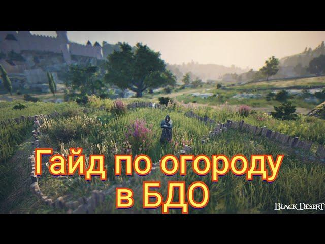 Гайд по огороду в Black Desert Online/2024 год.