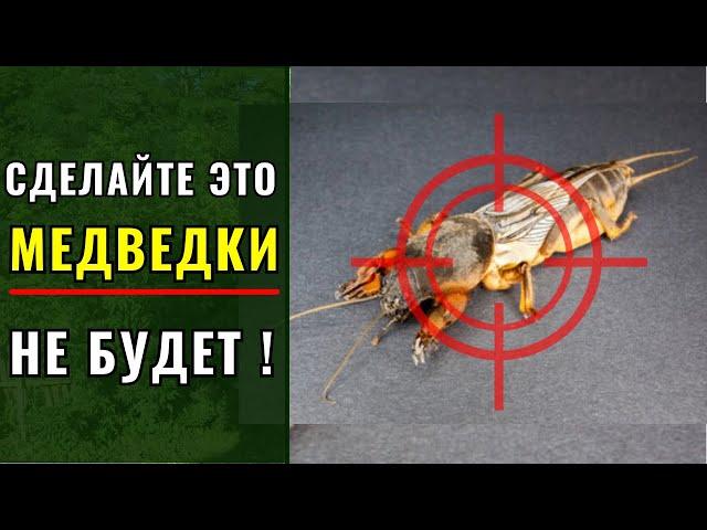 Медведки - не будет !!! Сделайте это, и вредитель исчезнет.