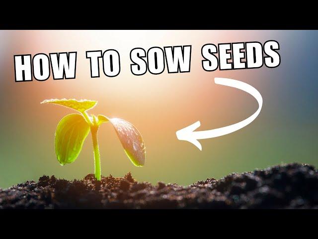 How to sow seeds and grow your own food.