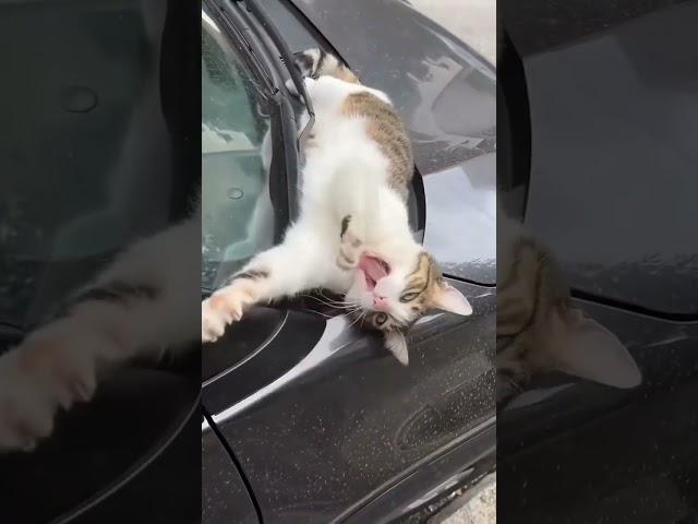 Cute….#funny #foryou #cutecat #shortvideo ##cat #cute #funnyvideo