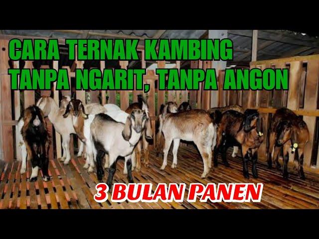 CARA TERNAK KAMBING TANPA NGARIT, TANPA ANGON, DAN TANPA BAU, 3 BULAN PANEN DAN MENGUNTUNGKAN