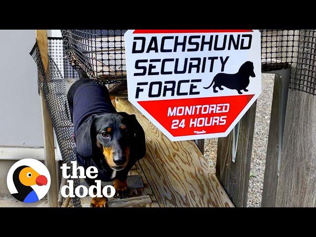 Dachshund's Family Builds Him A People-Watching Ramp | The Dodo Little But Fierce