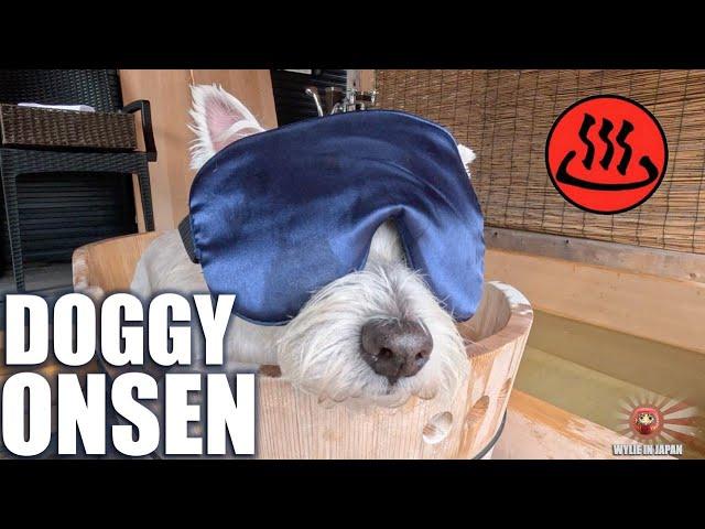 Westie gets Doggy Onsen Spa Day | Dog Treats | 犬温泉