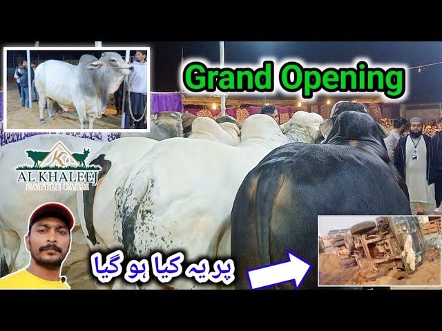 Grand Opening Al khaleej Farm Branch 2 | Shah cattle market | behtarin cattle 