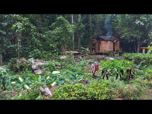 2 year living in forest, gardening, growing watermelon, eggplant, asparagus harvest to market sell