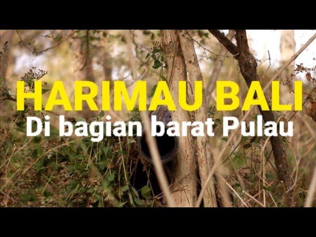 TANDA ALAM HARIMAU BALI