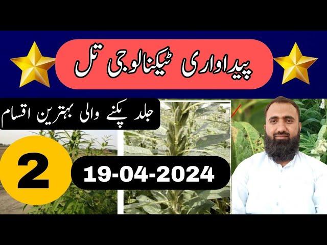 Which are the best Sesame varieties for 2024|| Bilal Kanju Official